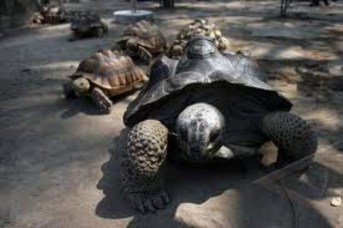 Taman Reptil dan Serangga Purbalingga Diserbu Pengunjung