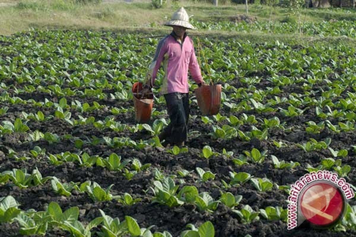 Bantul sediakan obat-obatan pertanian antisipasi kerusakan tanaman