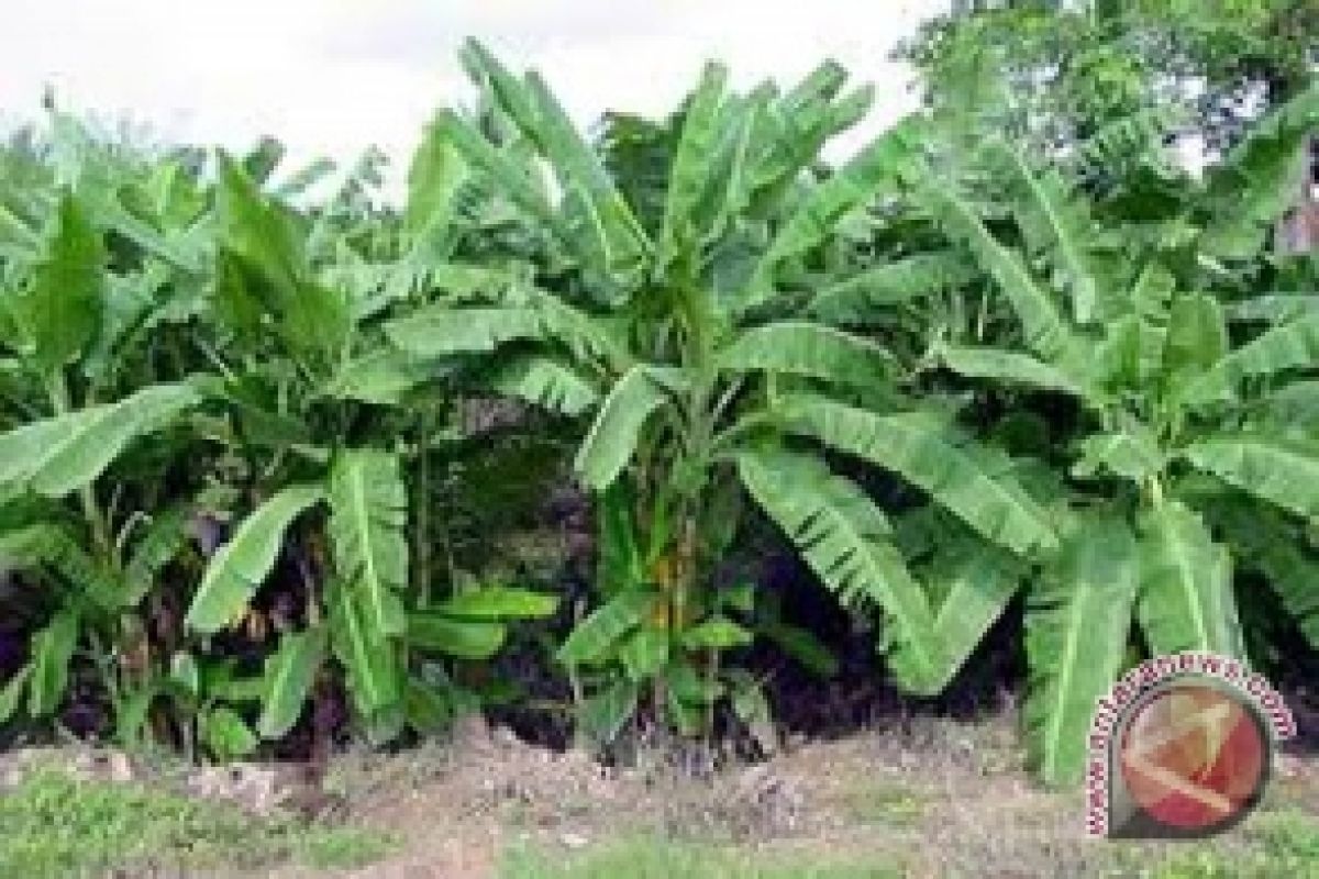 Pisang abaka Talaud jadi bahan baku uang kertas 