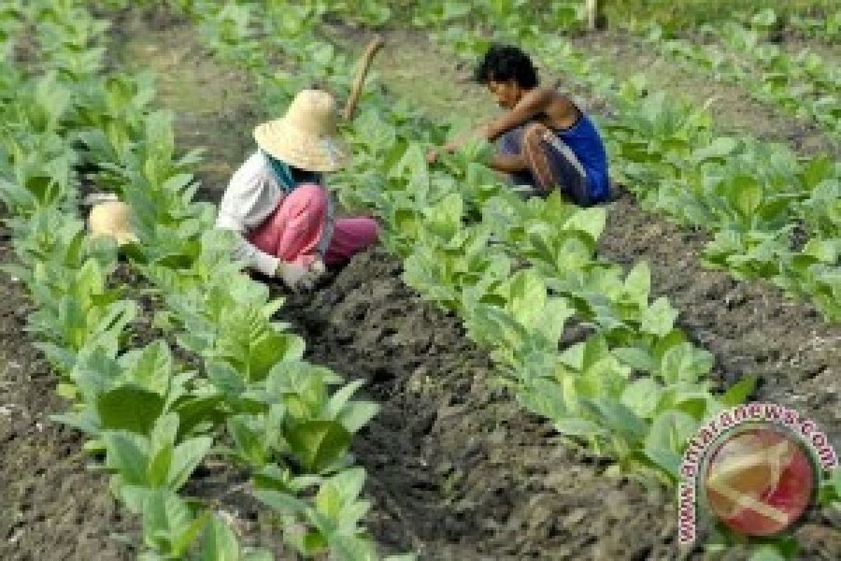 Legislator : RPP Tembakau Tidak Mematikan Petani