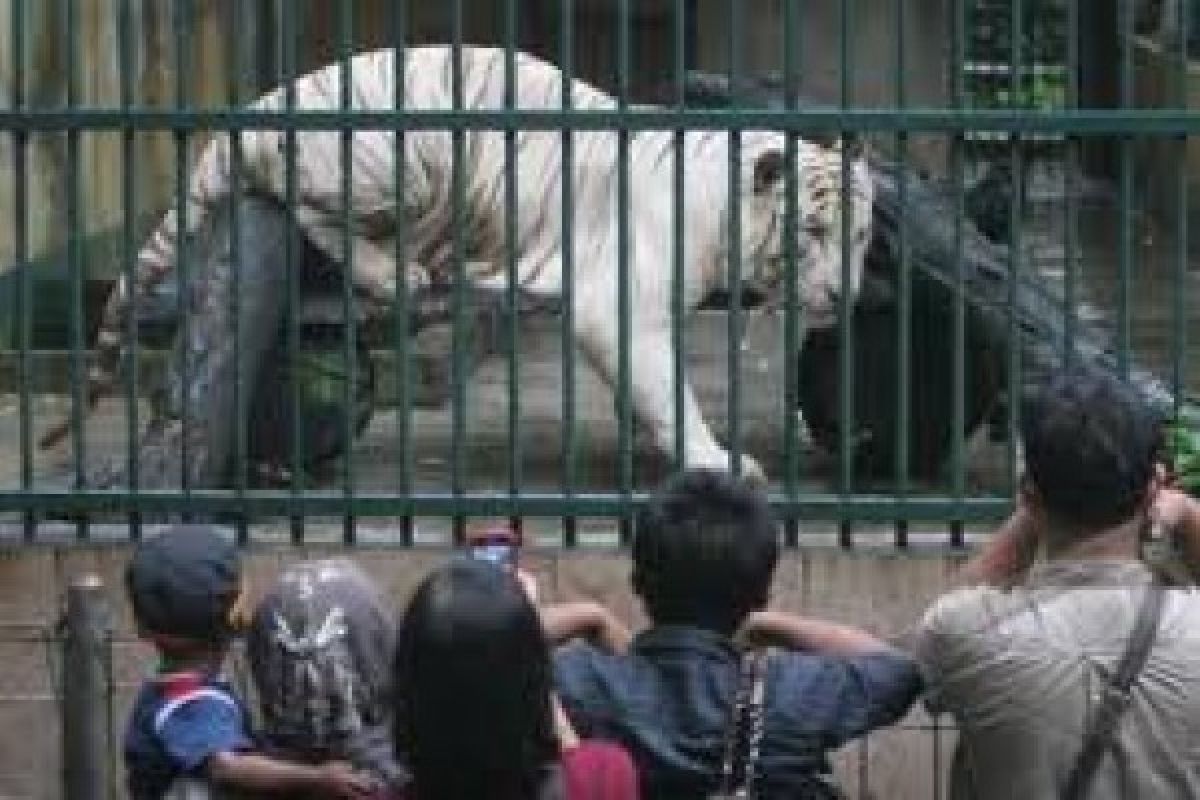 Taman Rekreasi Seruling Tambah Koleksi Harimau Putih