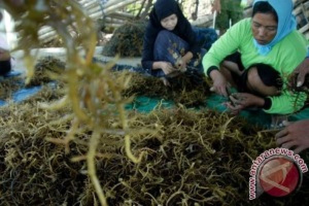 Rumput Laut Mencegah Gigi Keropos