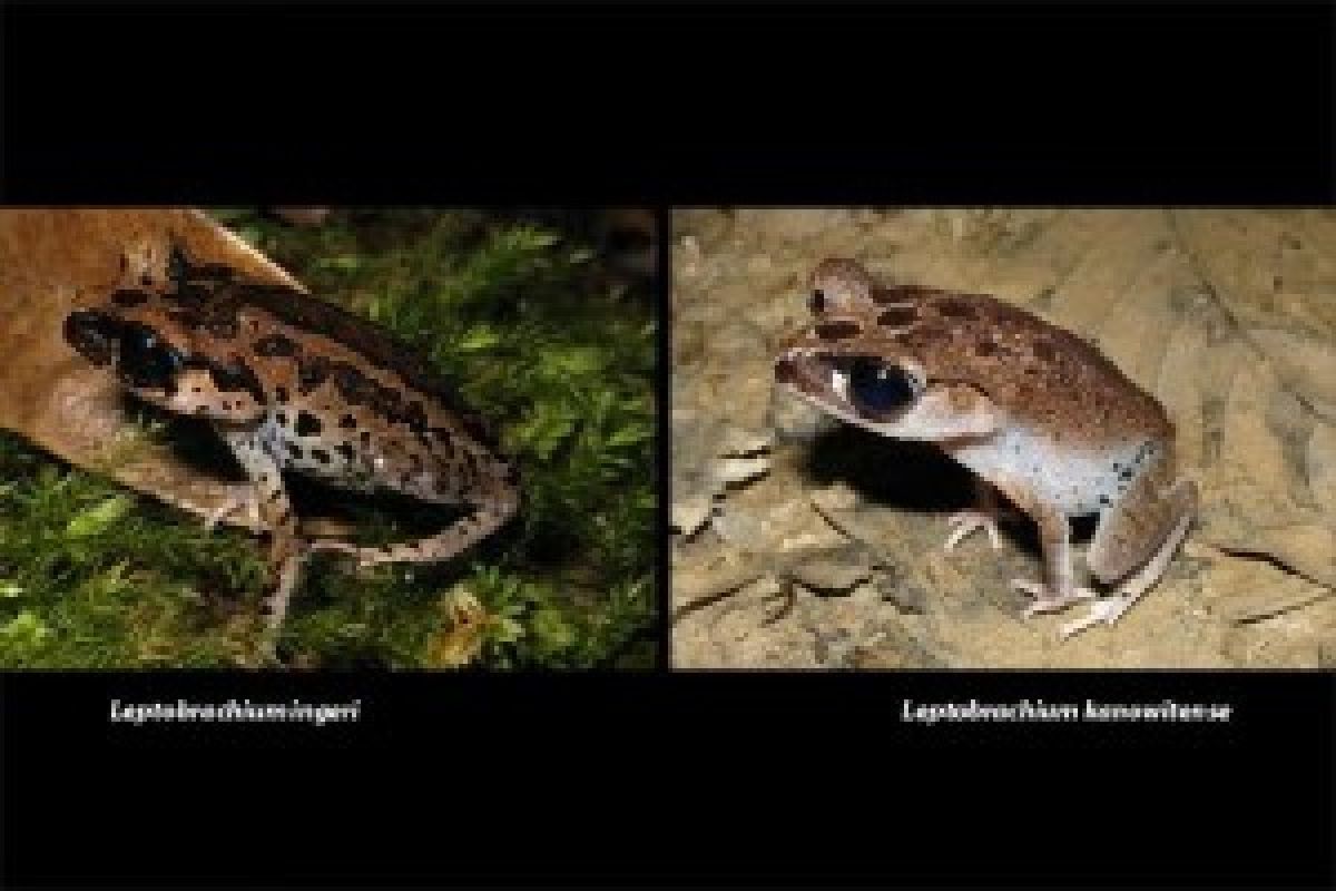 Peneliti Indonesia Temukan Dua Spesies Katak Baru