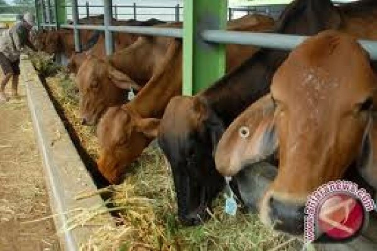 Nutrisi Sekdes Bisa Menambah Berat Sapi 1,5 Kg/Hari