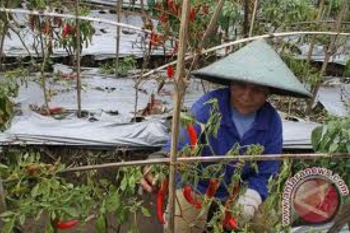 Petani Cabai Merapi Hadapi Trip