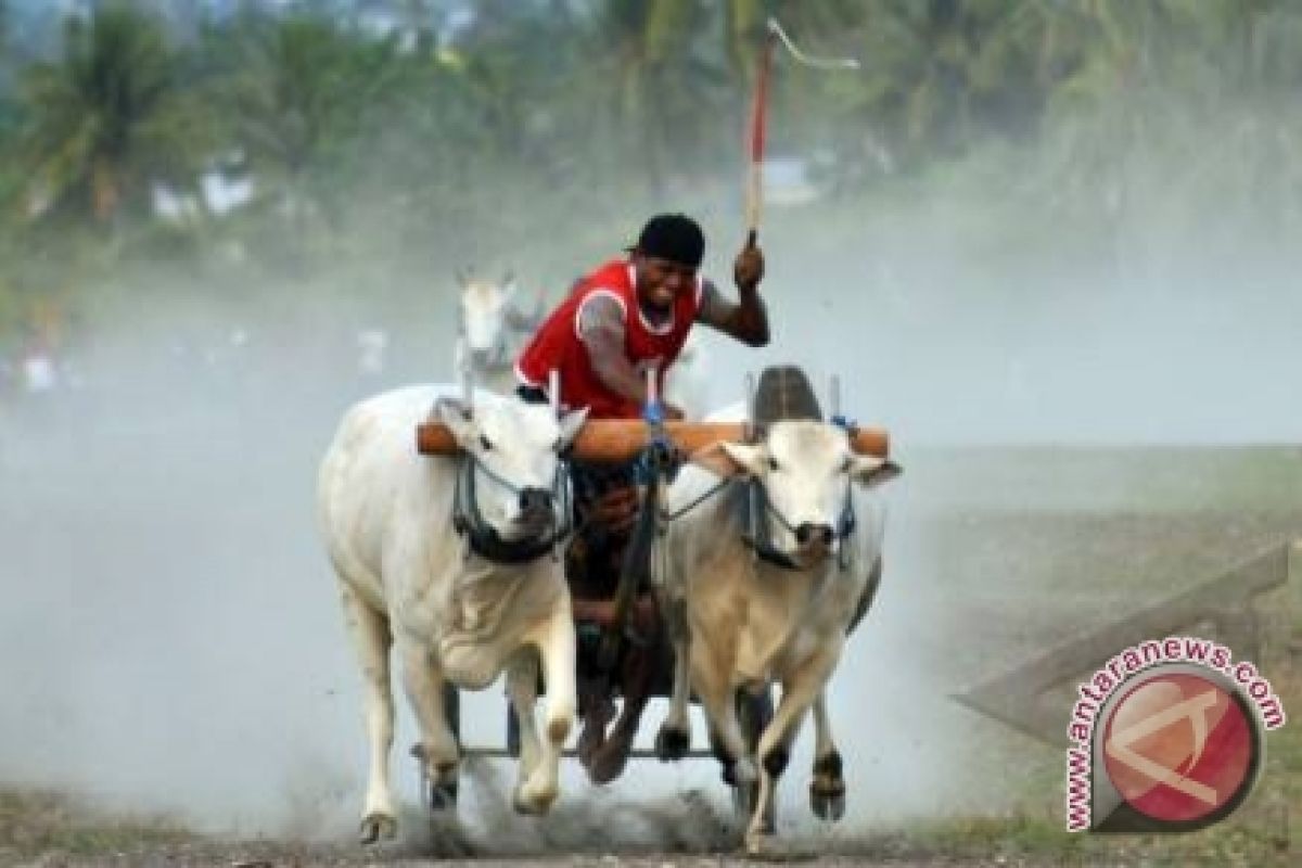 Ada Parade Gerobak Sapidi Festival Teluk Jailolo