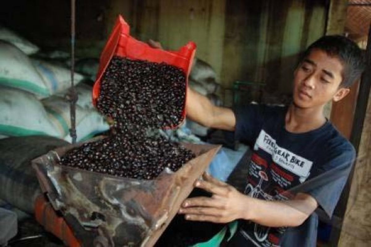 Ekspor Kopi masih Terhambat Kestabilan Produksi dalam Negeri