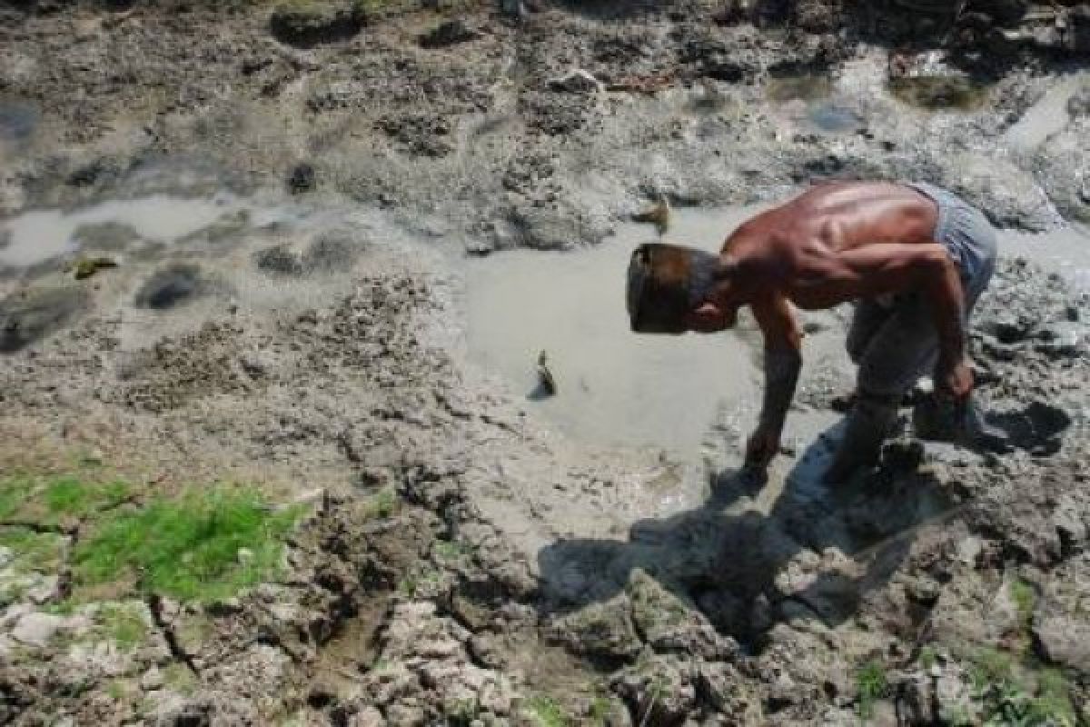 Ketahanan Pangan Jateng di Tengah Kemarau