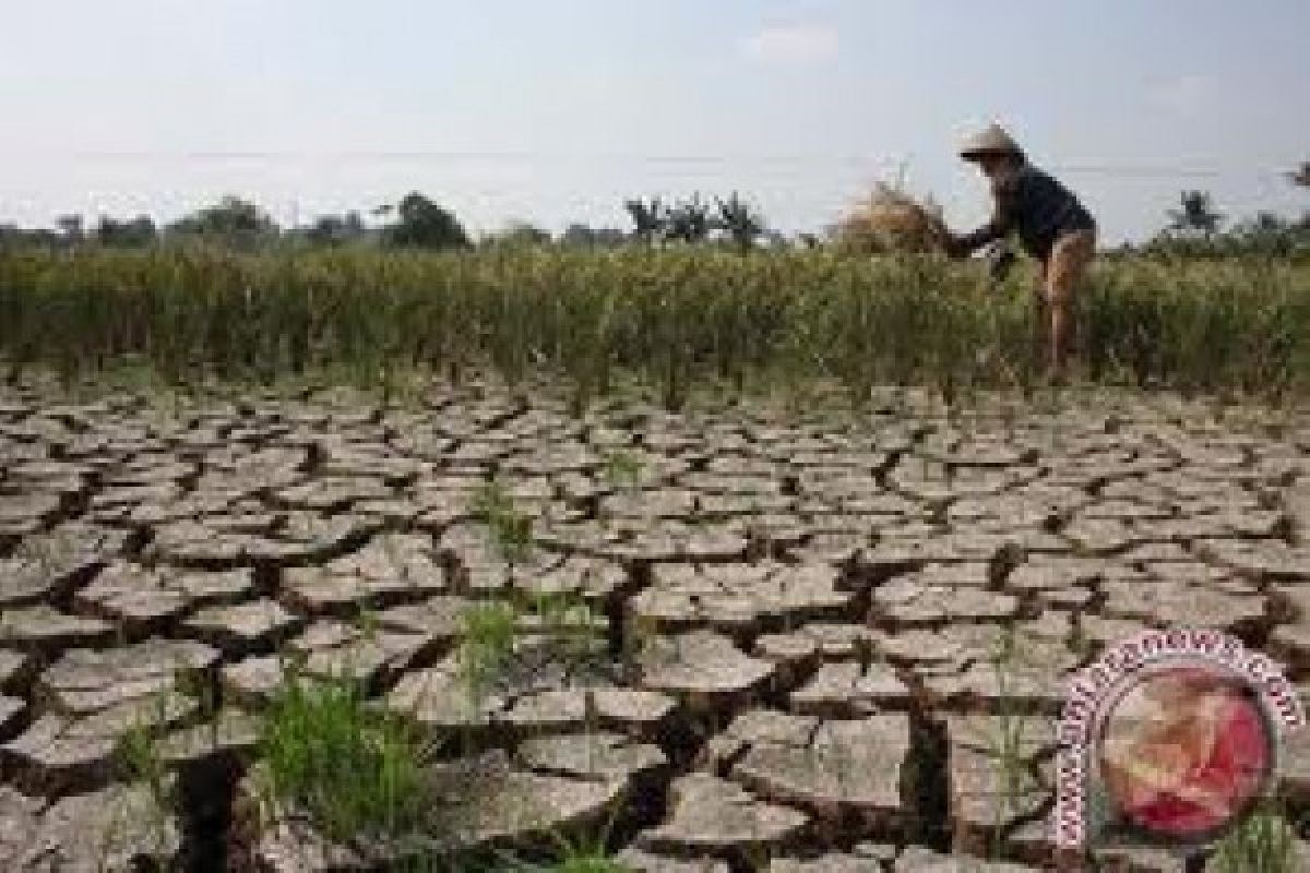 Puso, Cilacap Kehilangan Potensi 15.000 Ton Gabah