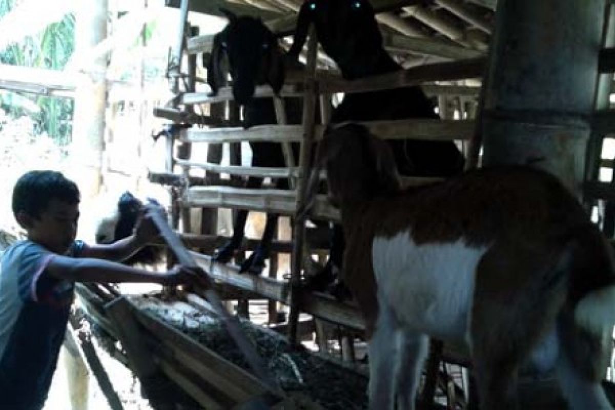 Wirabeasiswa Kambing Memperkaya Pembelajaran Anak Merapi