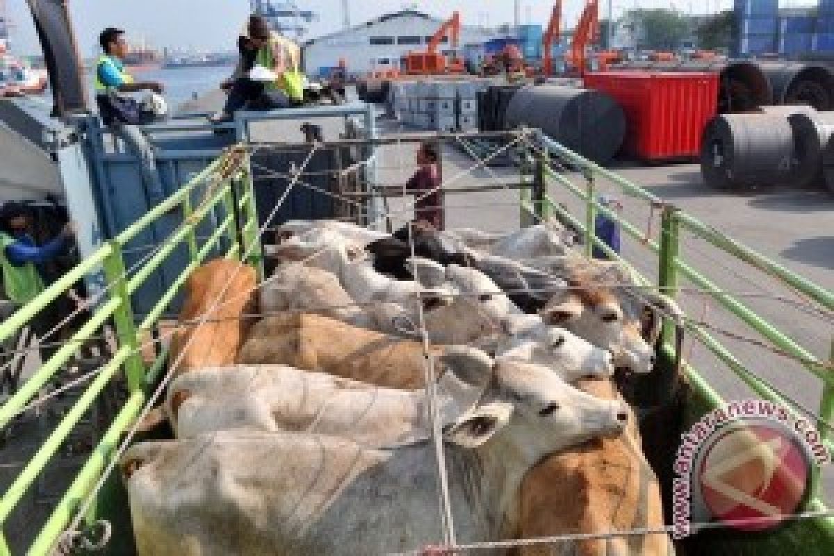 Atasi Kelangkaan Daging, Buka Keran Impor Sapi