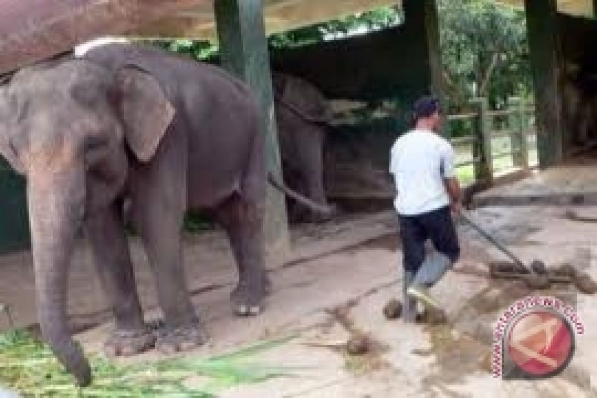 Menteri apresiasi pengelolaan kotoran gajah jadi kertas