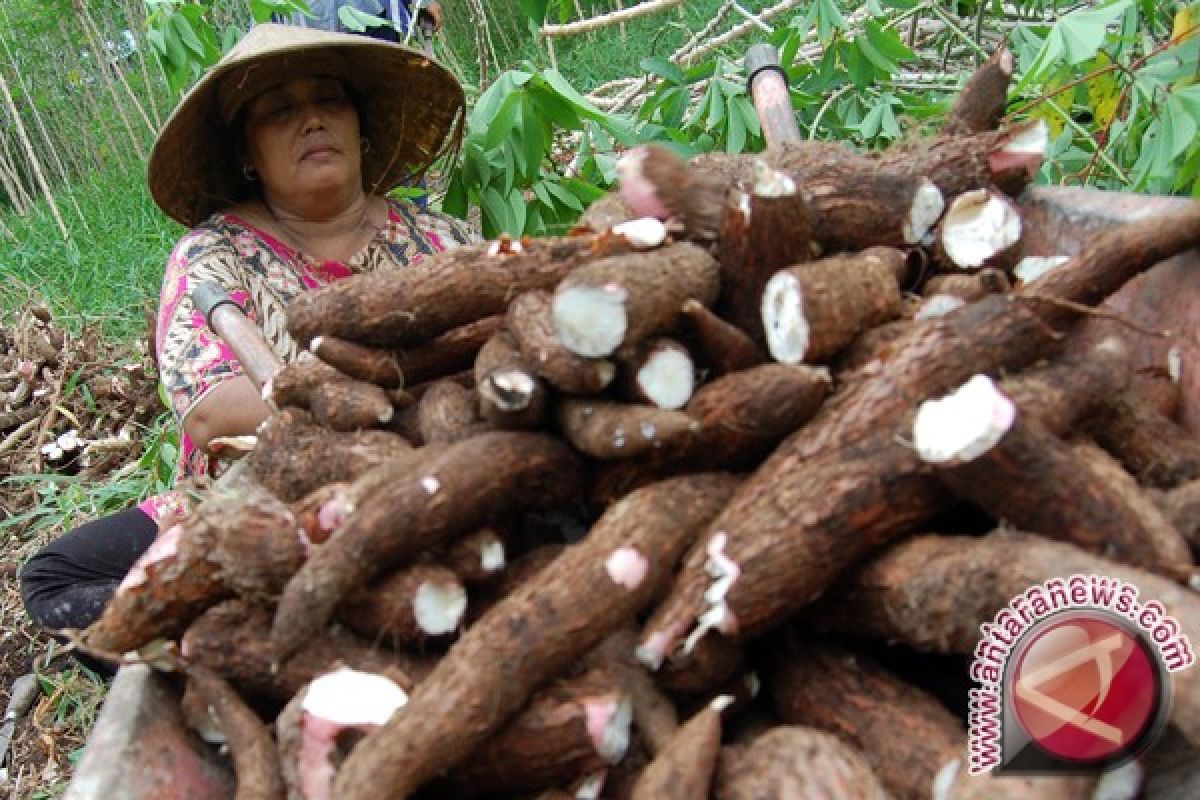 Petani didorong tanam varietas singkong lokal