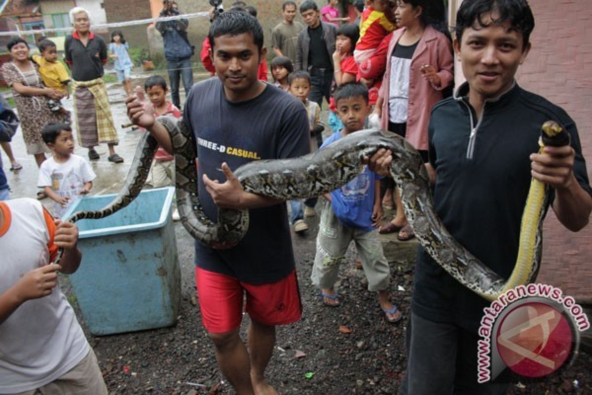 Seekor Ular Sanca Dilepasliarkan di Nusakambangan