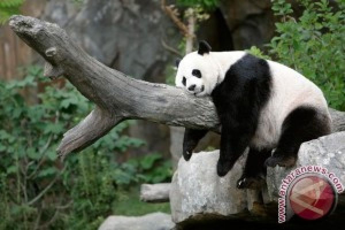 Peneliti Temukan Fosil Moyang Panda Raksasa di Spanyol