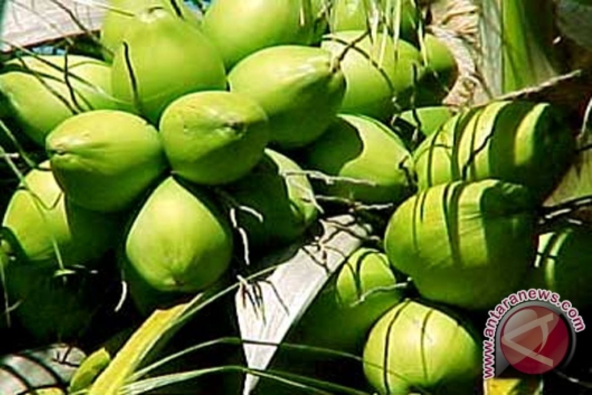 Petani di Kotim Mengeluh Harga Kelapa Anjlok