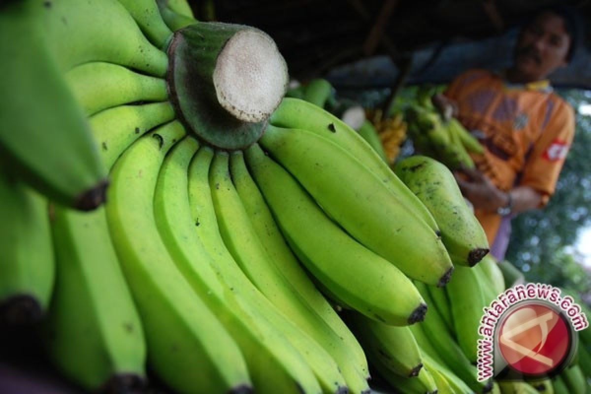 Petani Pisang Di Seruyan Keluhkan Turunnya Harga 