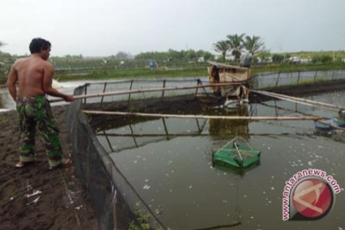 KLH prediksi tambak udang akan "gulung tikar"