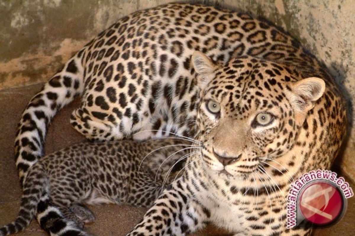 Macan tutul jantan masuk perangkap di Baduy