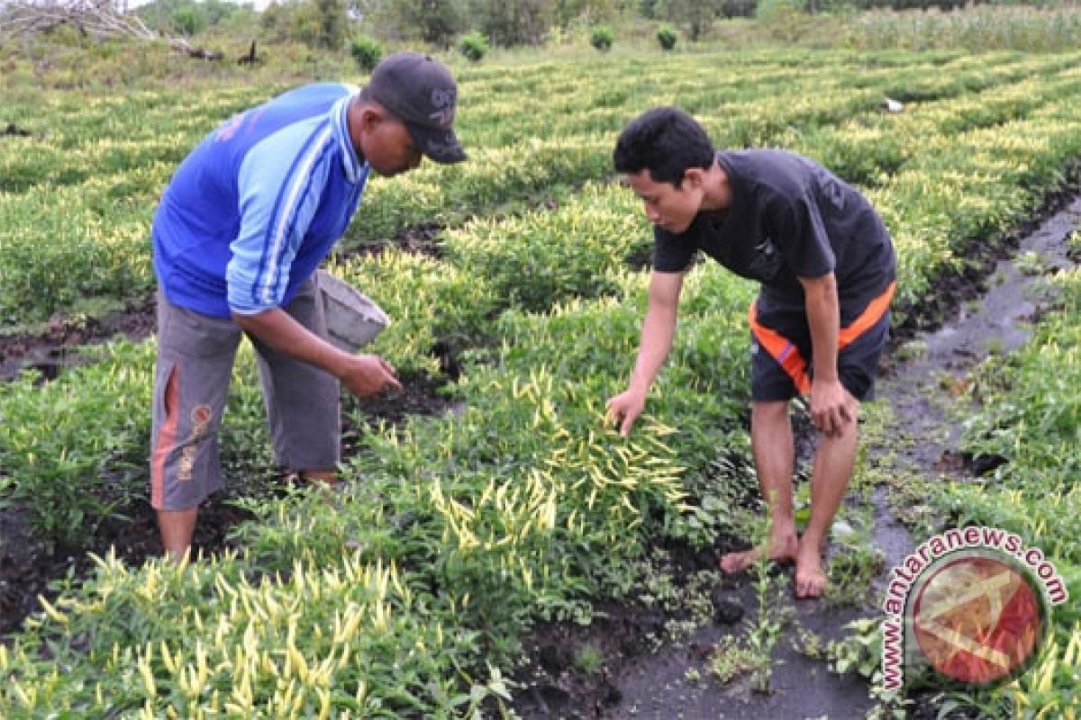 Barito Utara Kembangkan Tanam Cabe Irigasi Tetes 