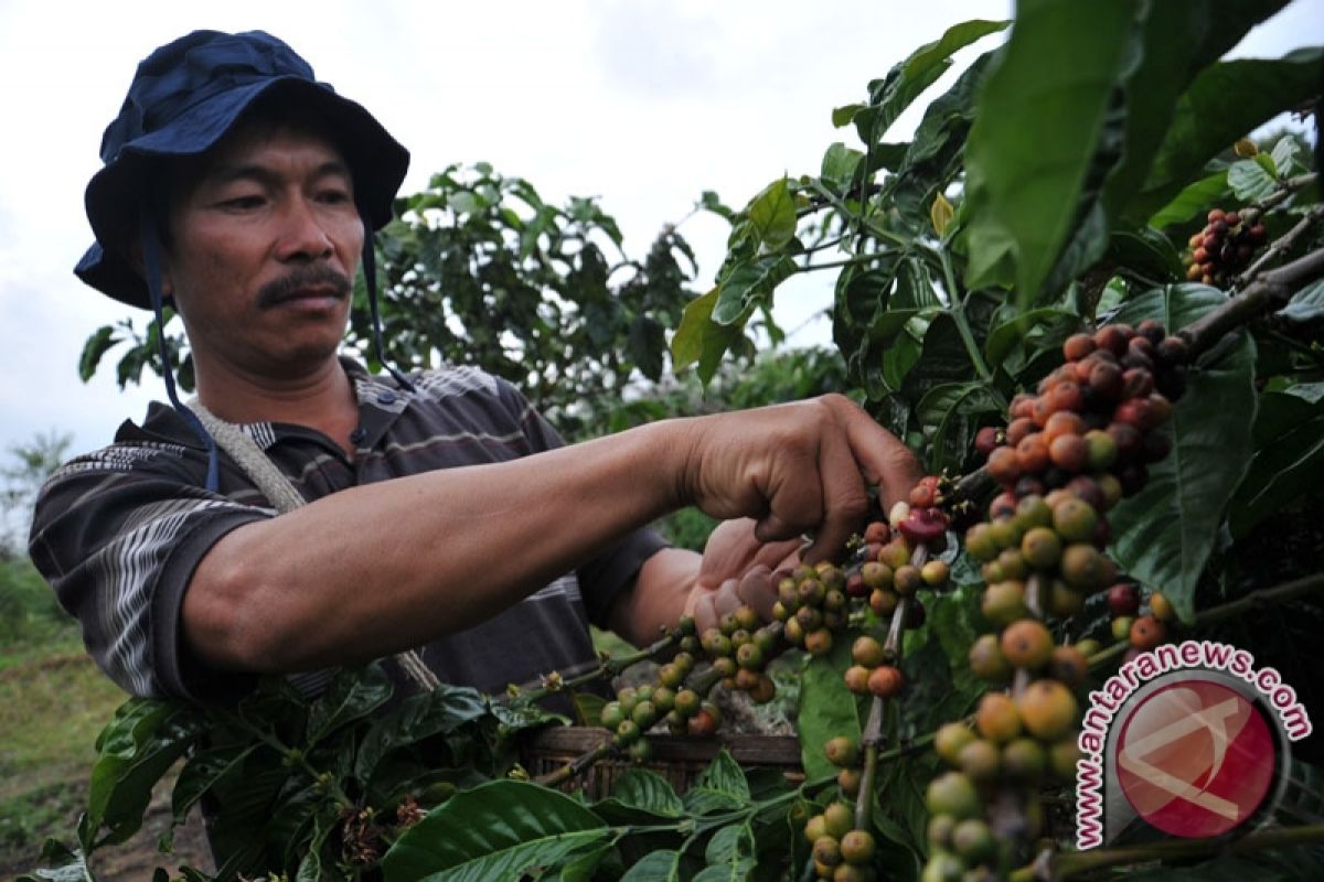 Kopi Semende raih Sertifikat Indikasi Geografi 