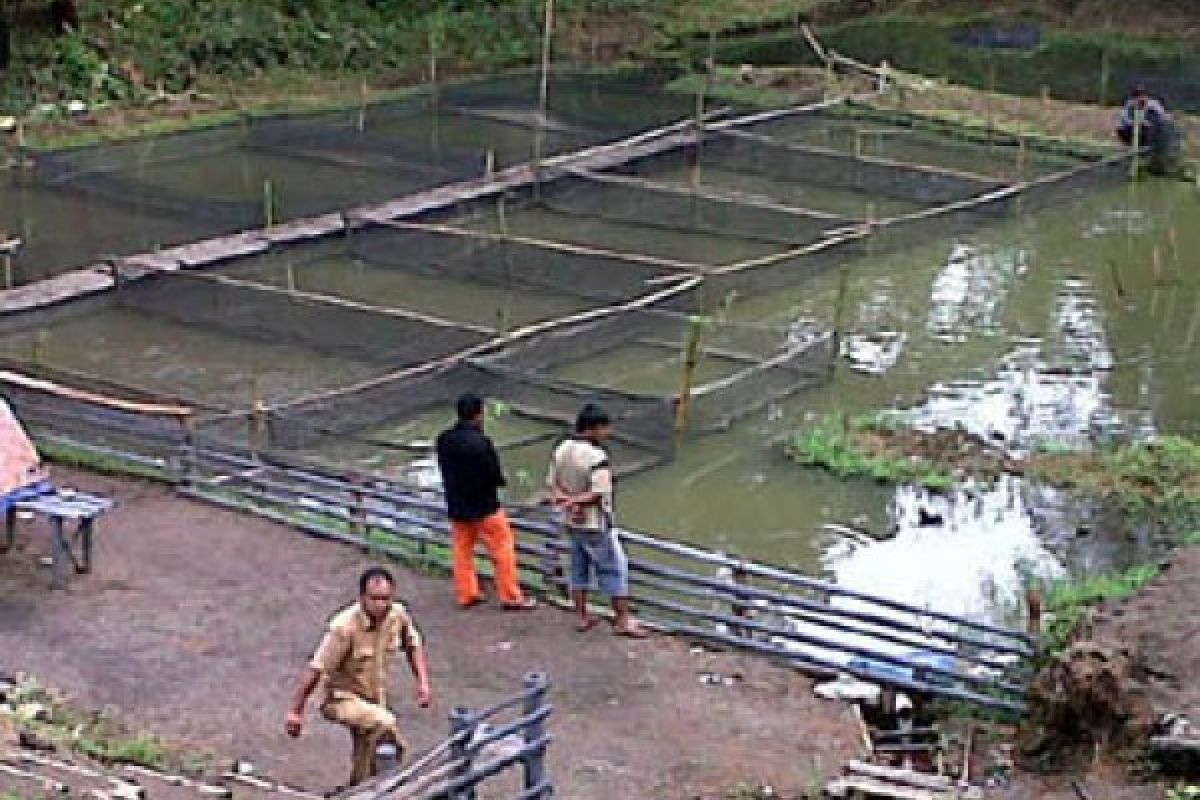 Air limbah kolam lele bisa dimanfaatkan untuk penyubur tanaman