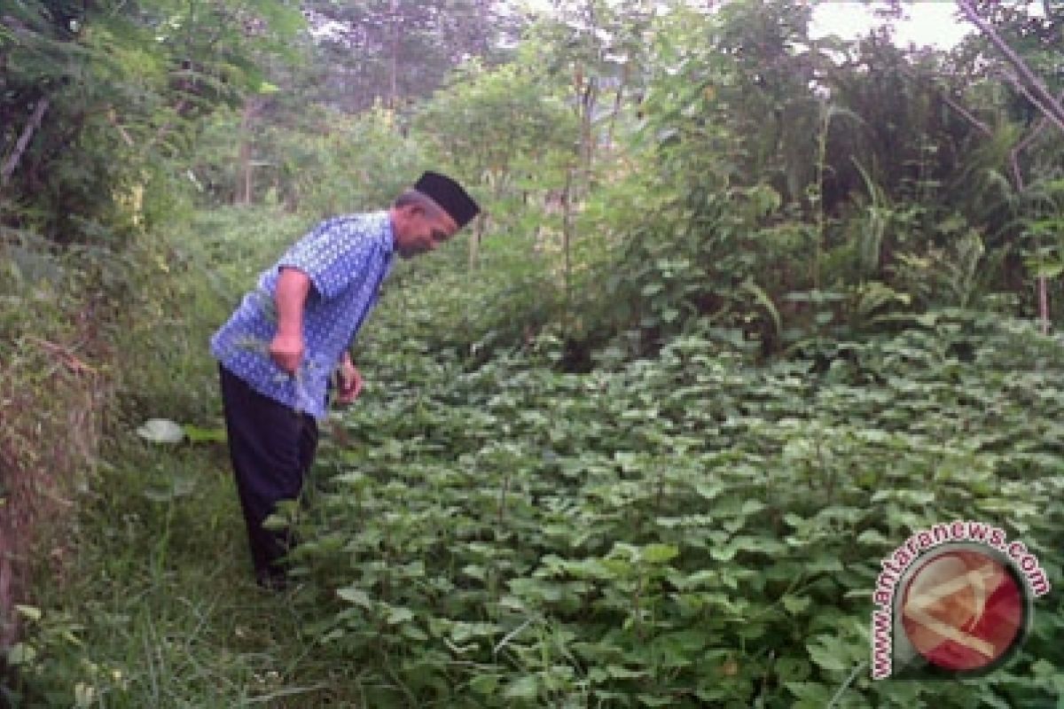 Kulon Progo kembangkan budidaya tanaman nilam 