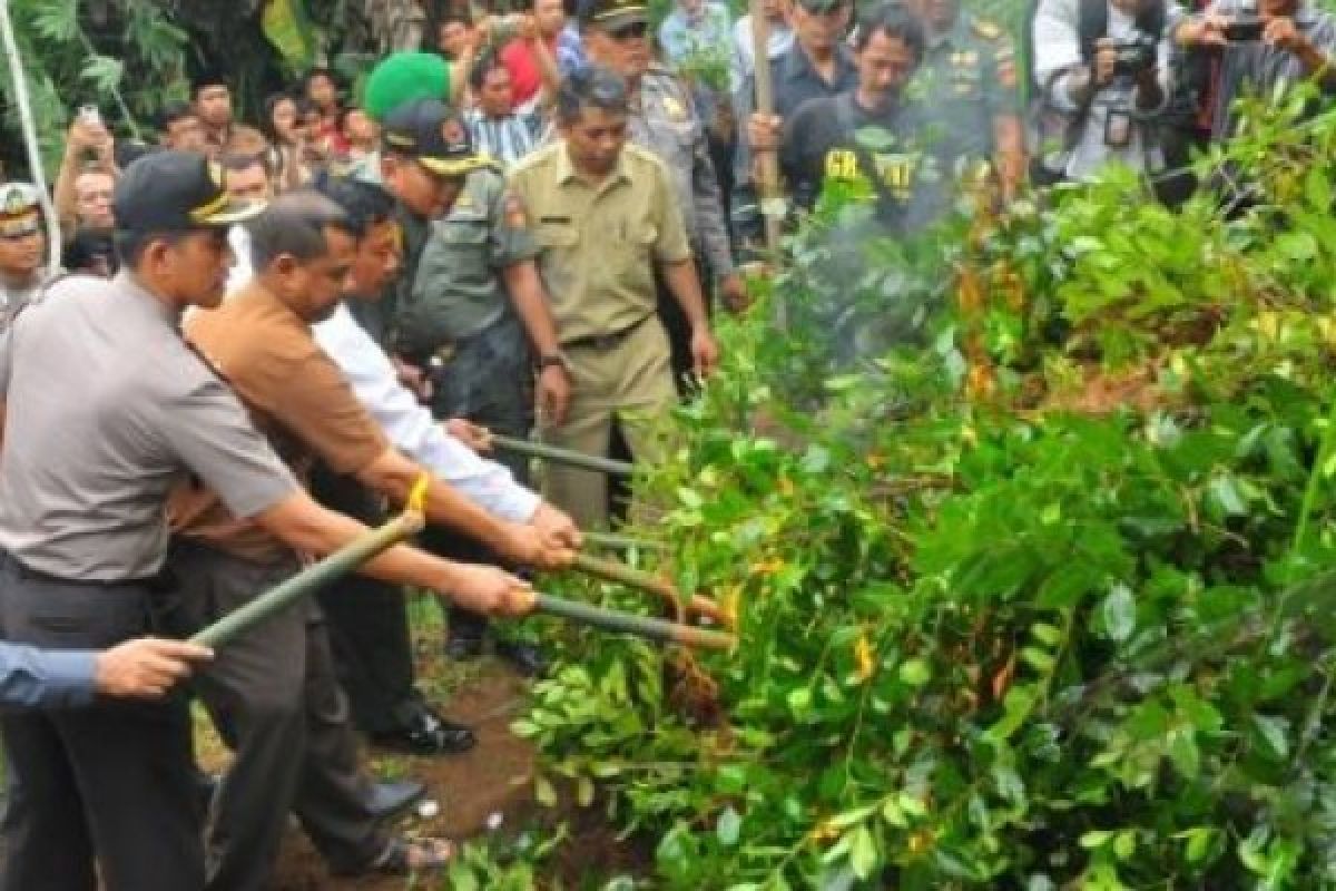 Daun Khat dari Teh Arab menjadi Narkoba