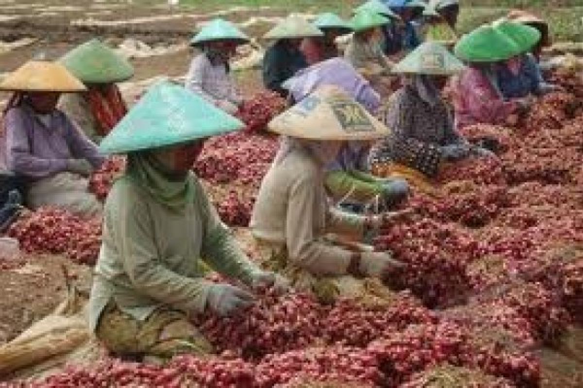 Menunggu Standar Harga Bawang yang Kian Melambung