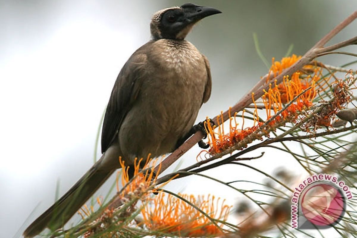 Populasi burung koak kiau terancam punah