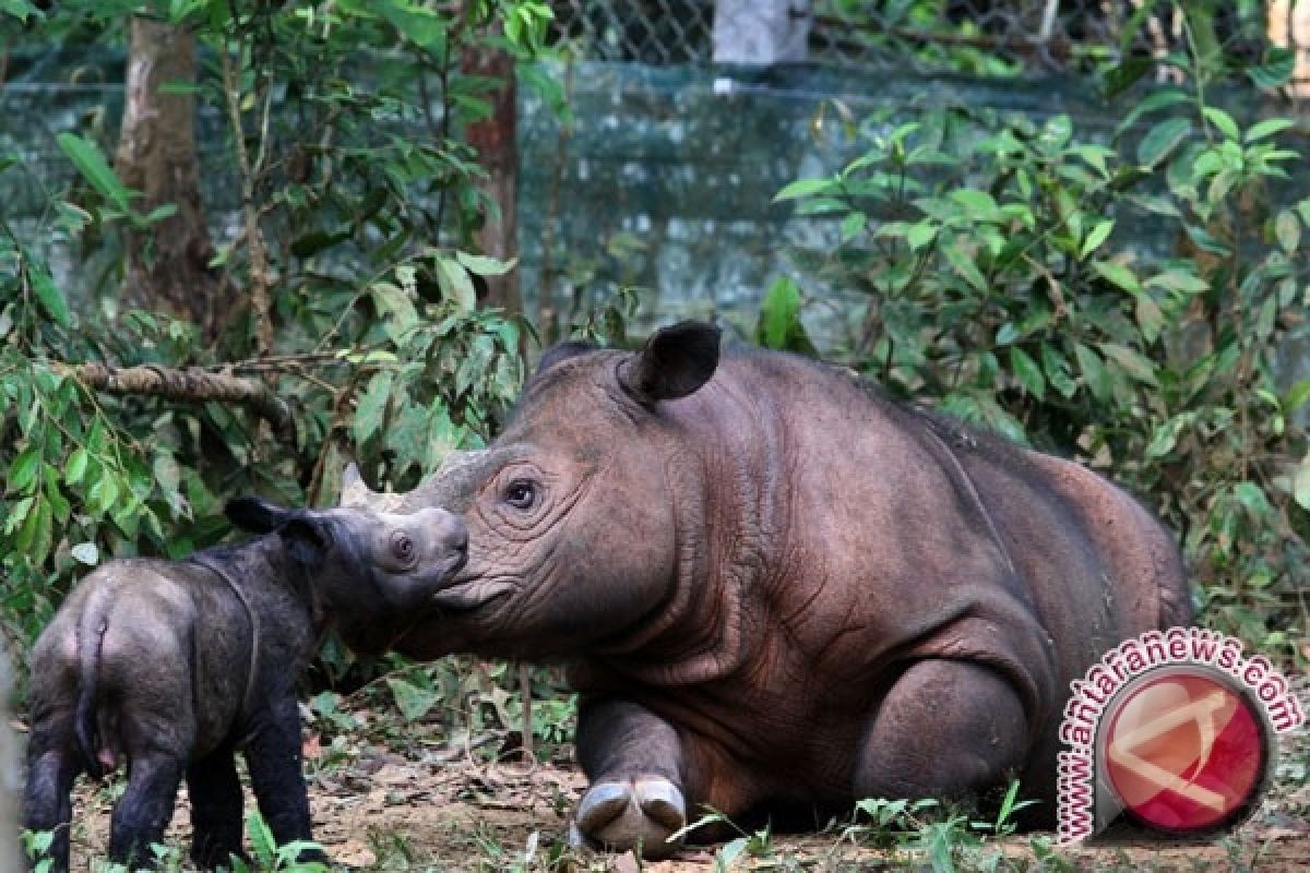  Ada badak sumatera di Kalimantan