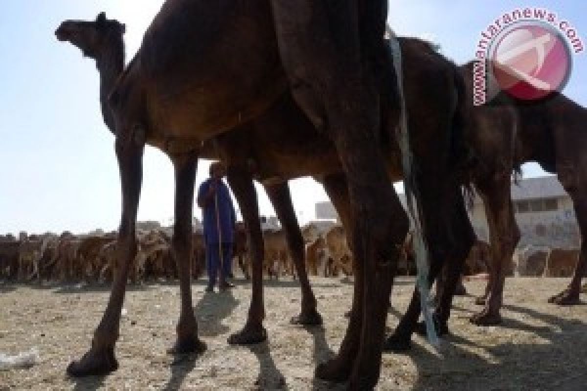 Fosil Unta Ditemukan di Kutub Utara Kanada