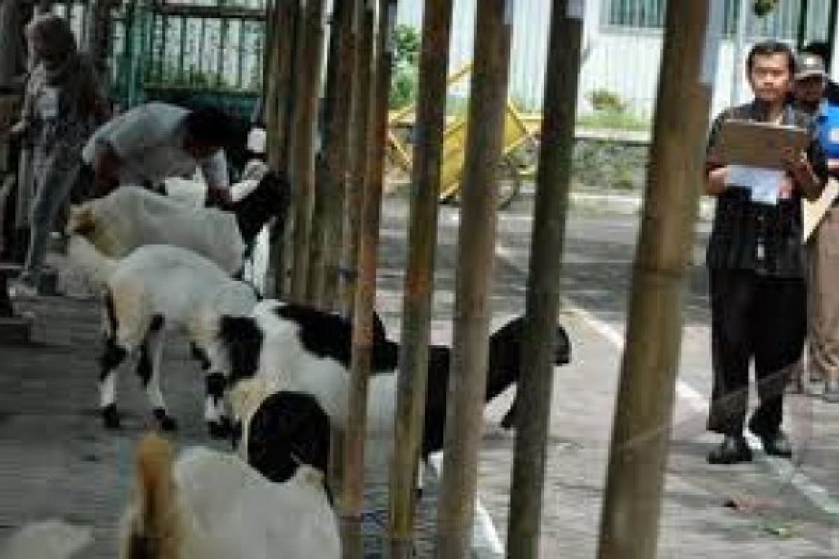 Kontes Kambing Peranakan Etawa Jadi Obyek Wisata