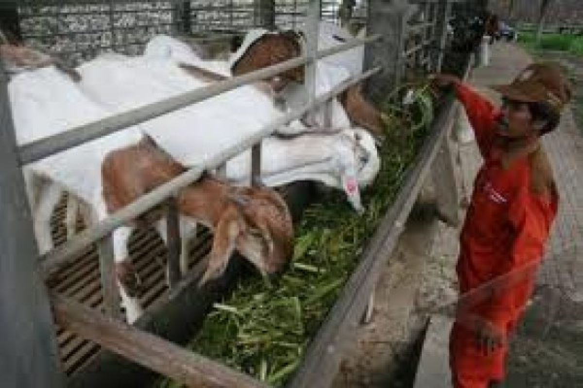 Terkena PLTU, KUB Batang Budidayakan  Kambing