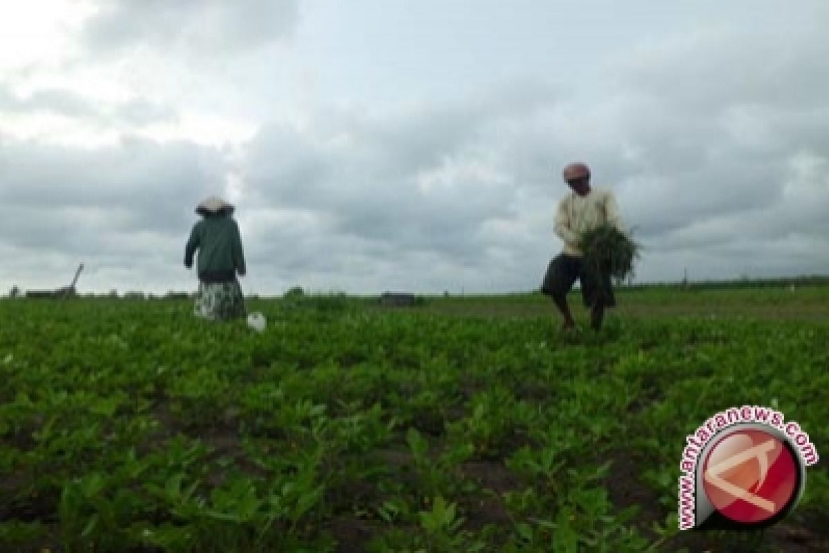 Petani diimbau tanam palawija pada musim kemarau 