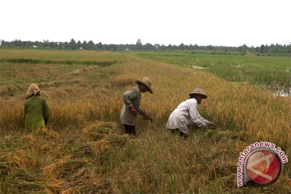 Petani Kotawaringin Timur Luncurkan Beras Lokal Bermerek 