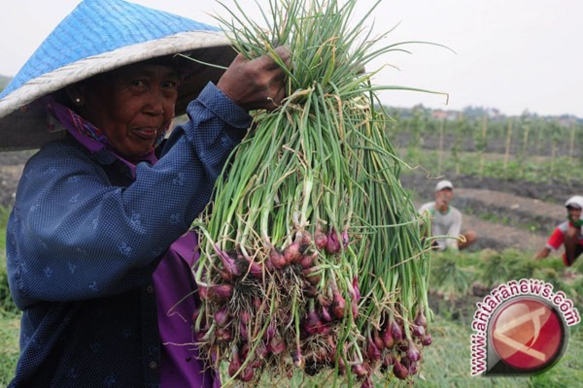 Petani bawang dilatih "audio bioharmonic system" 