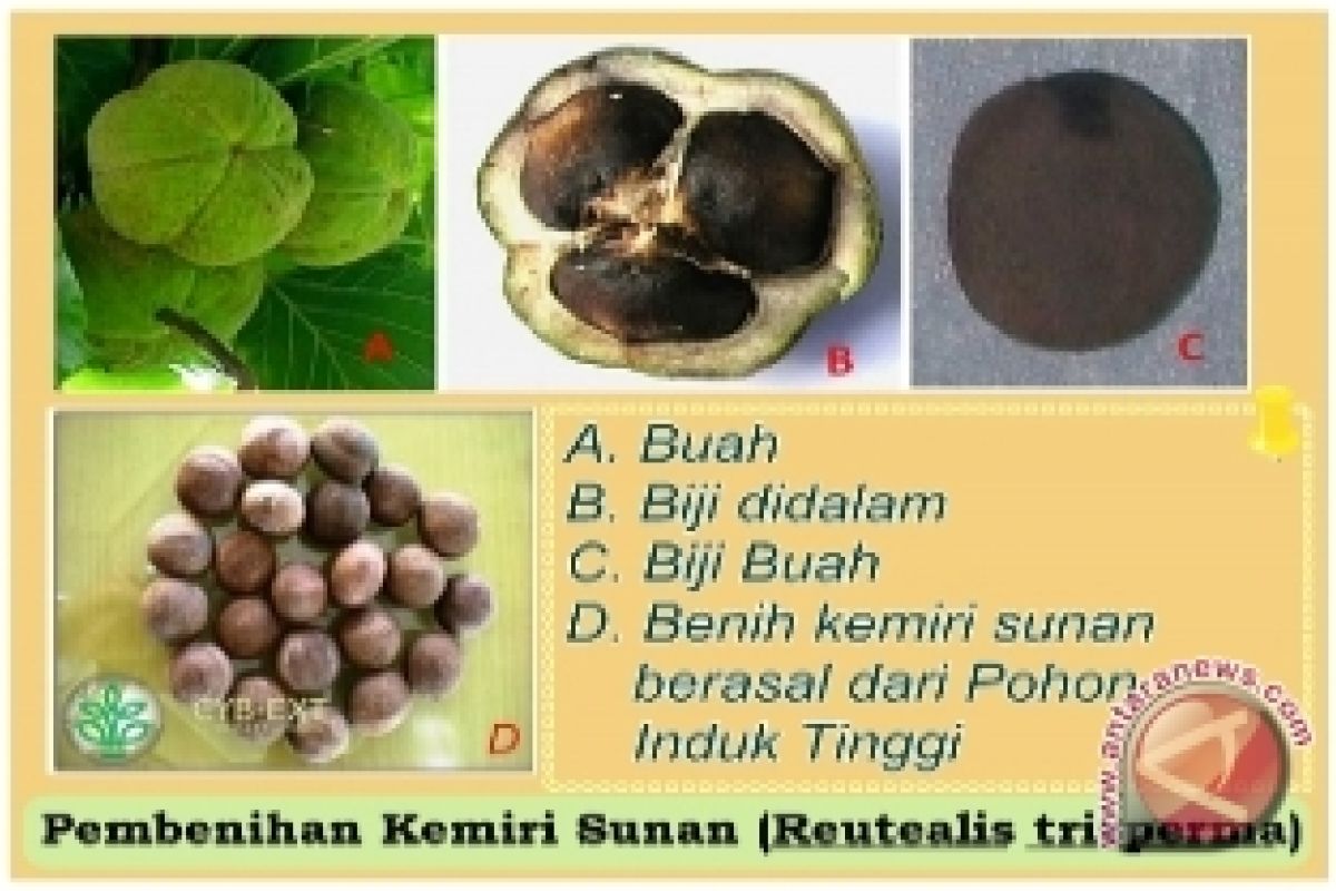 Kementan soroti potensi kemiri sunan  untuk biodiesel