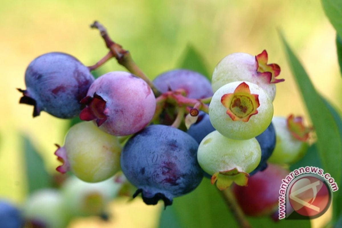 Ingin awet muda, coba buah 'mungil' ini