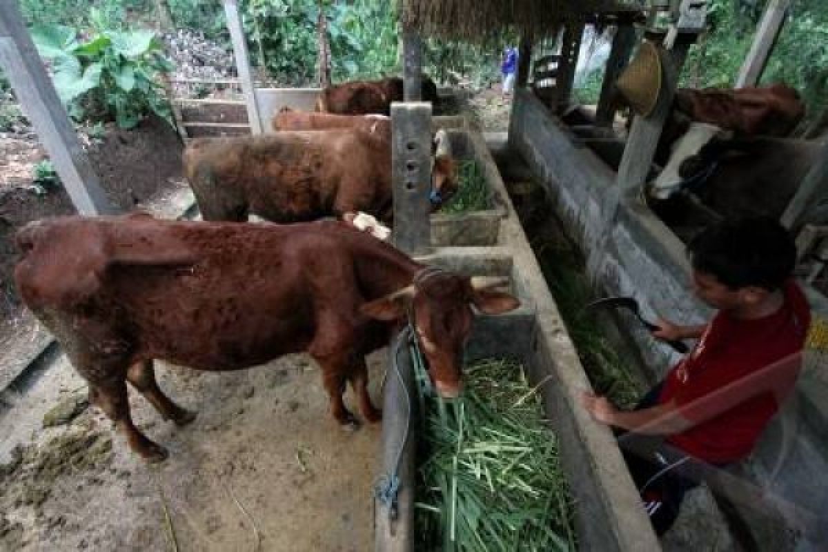 Tunjang Swasembada Daging, Kudus Anggarkan Rp5,49 Miliar