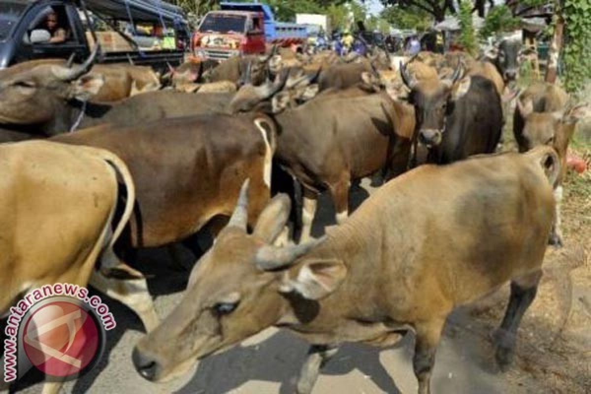 Populasi Sapi Di Mamuju Capai 24.000 Ekor