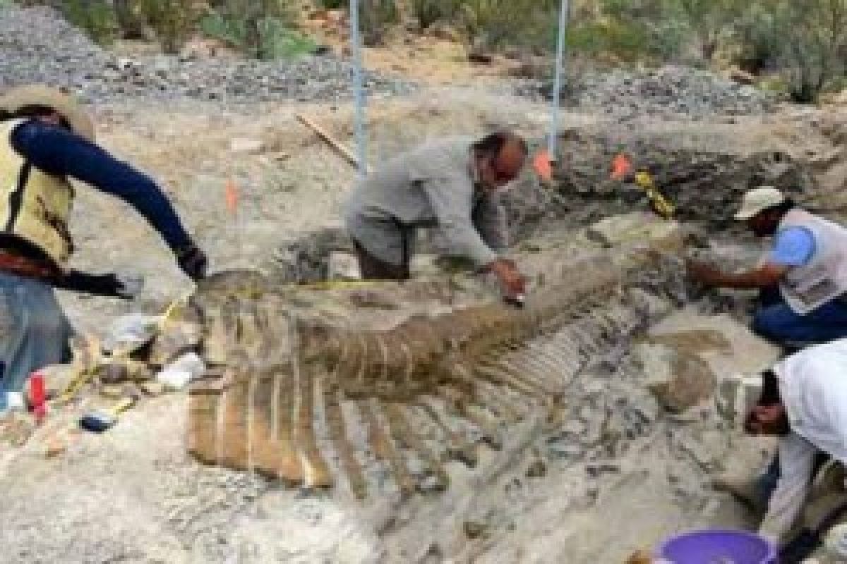 Dinosaurus Ditemukan di Utah Masih Kerabat T. Rex