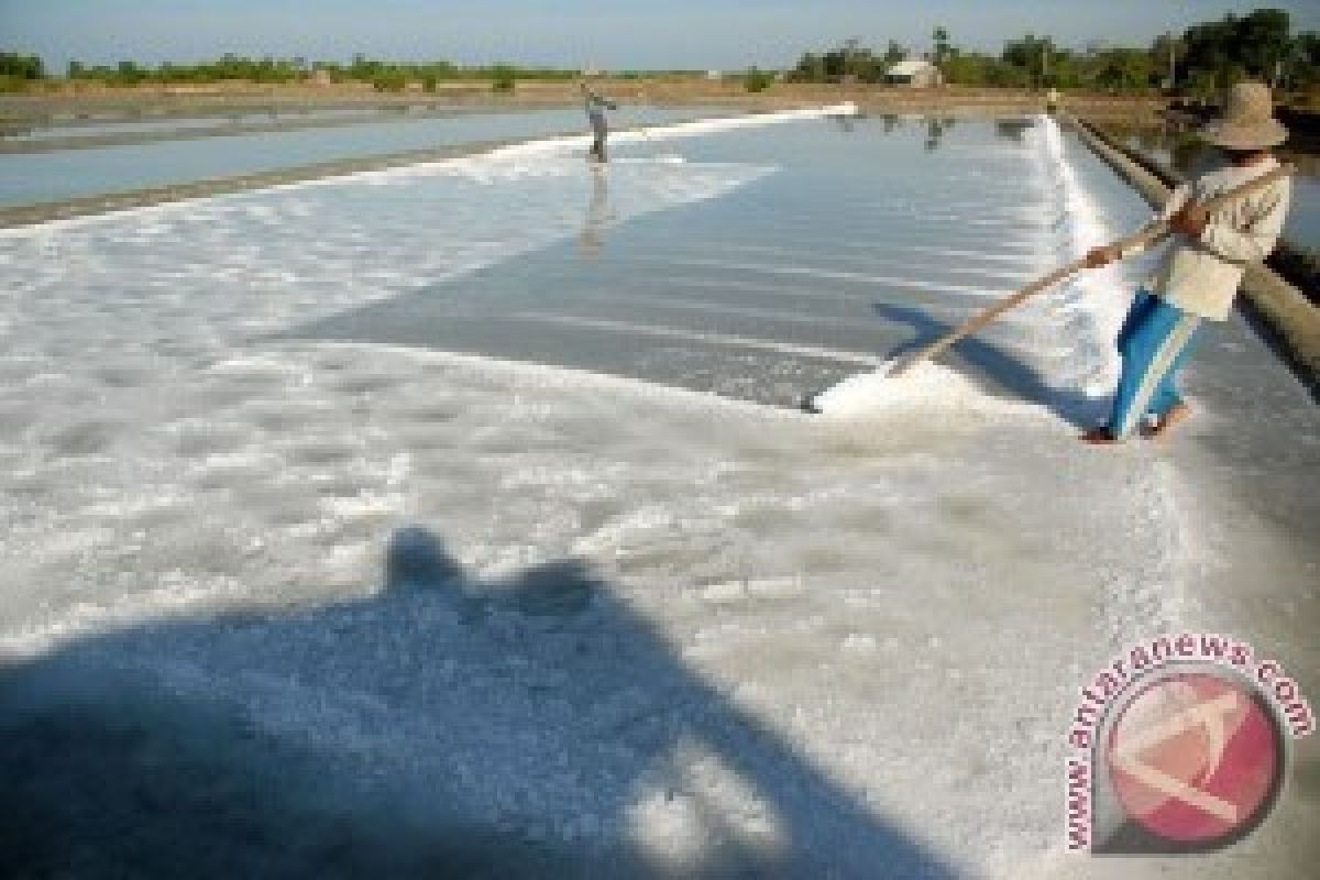 Harga Garam Melambung, Petani Pun Untung