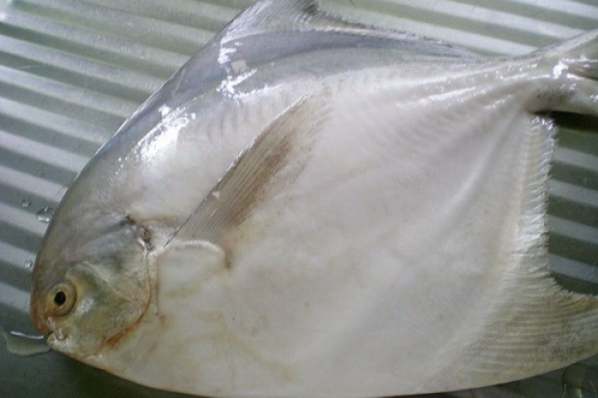 Jelang Imlek, Harga IIkan Bawal Putih Capai Rp500 Ribu/Kg