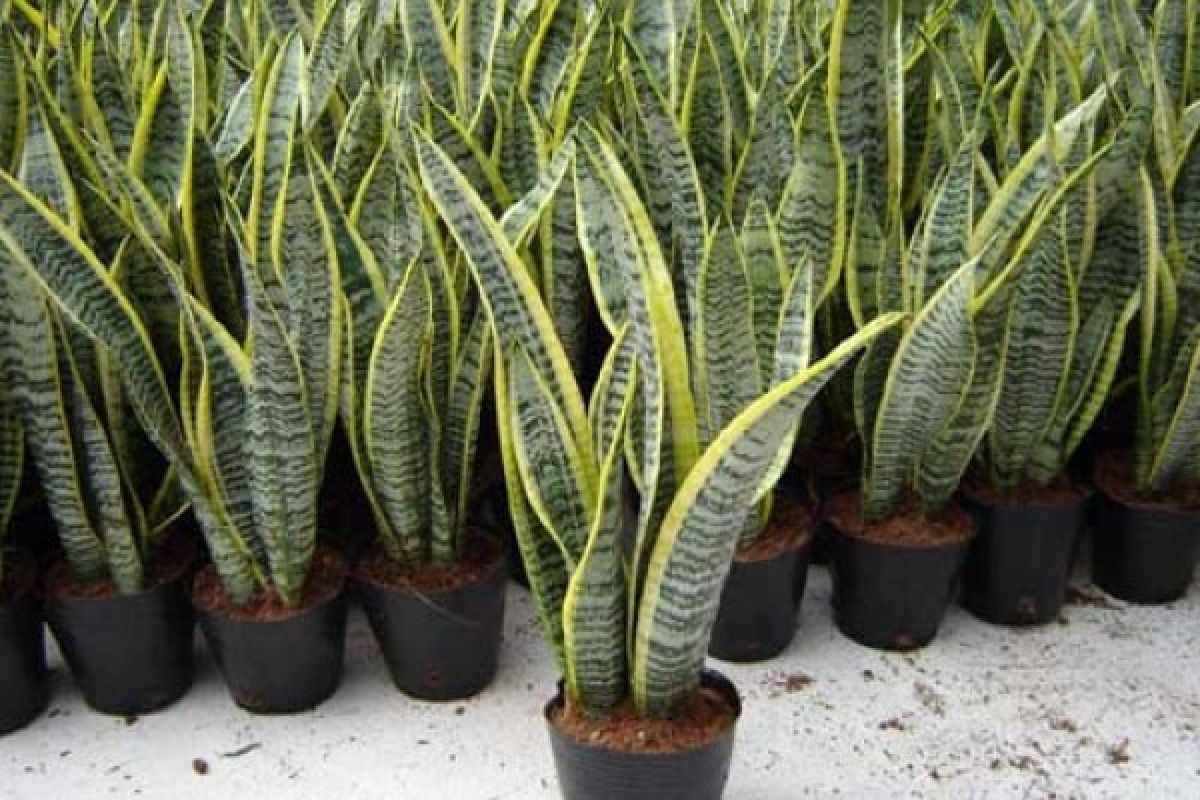 7 tanaman yang bisa menyerap udara panas dan sejukkan lingkungan rumah