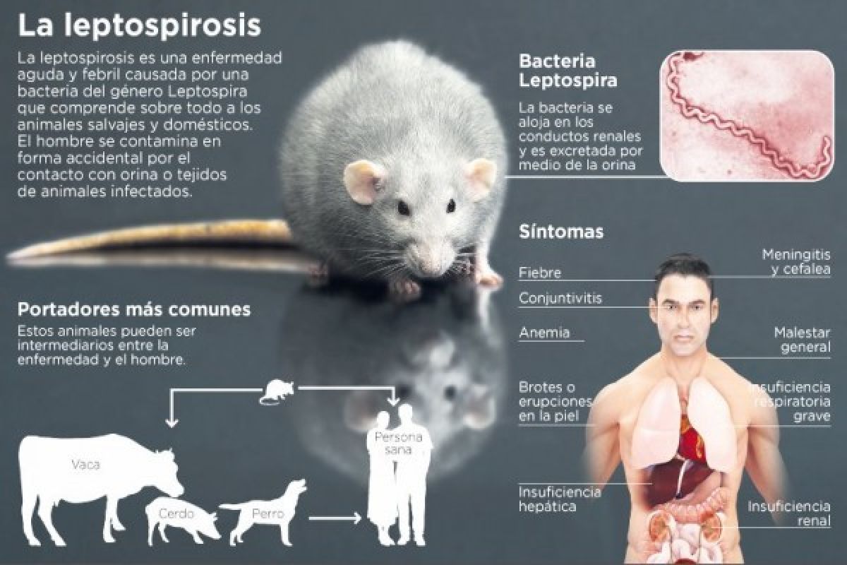 12 Warga Semarang Meninggal Akibat Leptospirosis