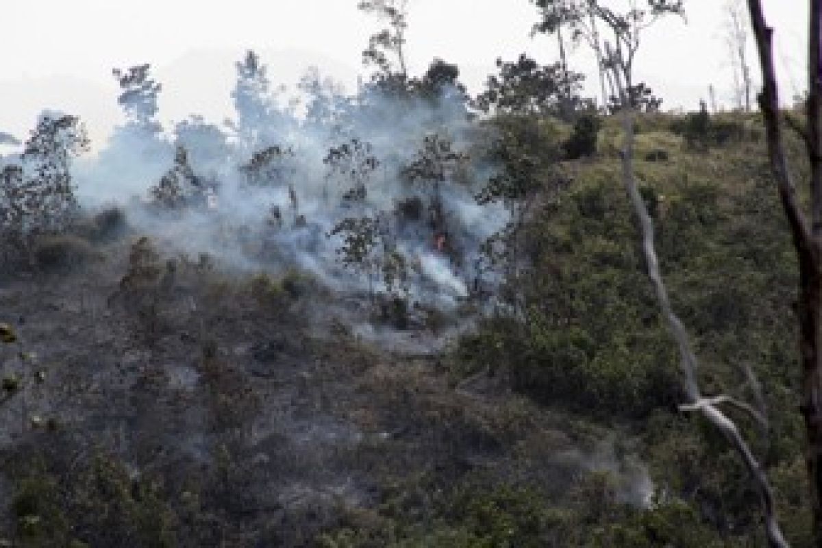 Pembakaran Hutan Terus Terjadi di Barelang