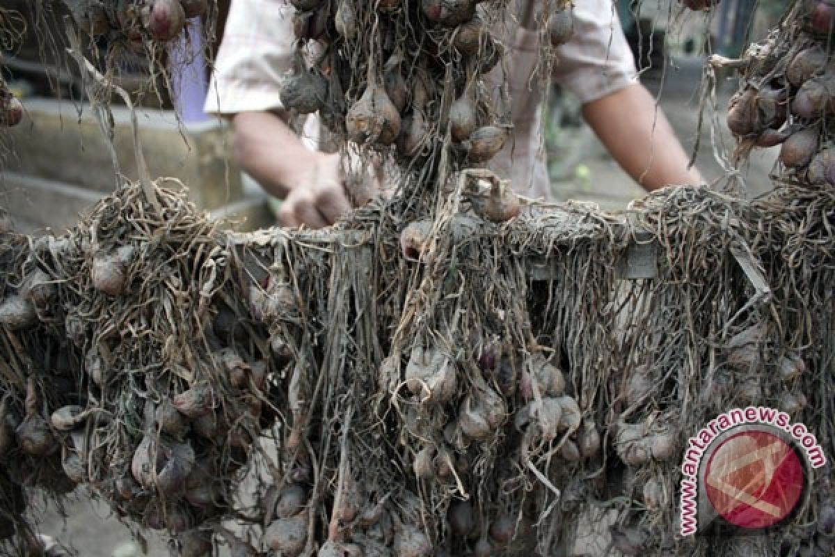  Petani Kediri Hadapi Gagal Panen Akibat Kelud