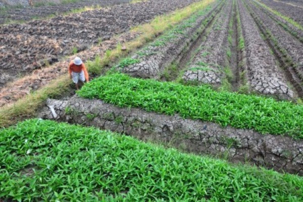 Jateng Optimistis Sediakan Lahan Kedelai 20 Ribu Ha