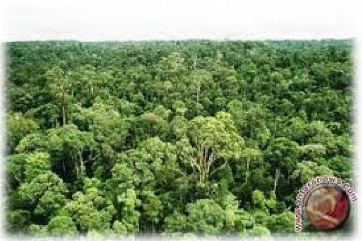 Perwakilan 13 Negara Tinjau Hutan Nagari Simancuang